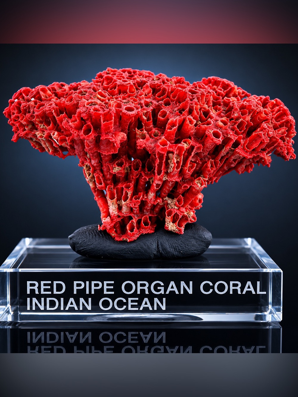 Red Pipe Organ Coral Display - Indian Ocean